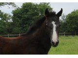 Femelle de Sunday Break et Bright Tango