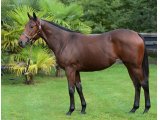 PORQUEROLLAISE yearling
