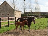 Soliciflore, suitée de son mâle par Tin Horse