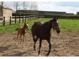 Soliciflore, suitée de son mâle par Tin Horse