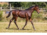 Kartoon and Co 2020 m. Balko & Baronne Picsou