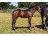 Kartoon and Co 2020 m. Balko & Baronne Picsou