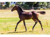 Kartoon and Co 2020 m. Balko & Baronne Picsou