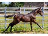 Kartoon and Co 2020 m. Balko & Baronne Picsou