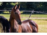 Kartoon and Co 2020 m. Balko & Baronne Picsou