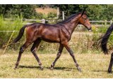 Kartoon and Co 2020 m. Balko & Baronne Picsou