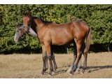 femelle par Kapgarde & Just Dame