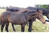 KASTELL SAPI (le 15.07.2020)