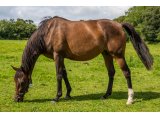 Maywish par Soldier of Fortune & Moonlight Melody