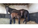 m. 2020 Beaumec de Houelle & Angesse