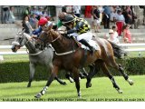 Prix U master - Le Lion d'Angers