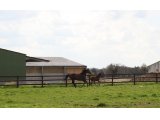 Lestia, suitée d'un mâle par Tin Horse