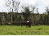 Lestia, suitée d'un mâle par Tin Horse