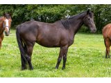 Icone d'Oudairies 2018 f. Saint des Saints & Quecy de Chadzeau - Juillet 2020