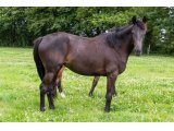 Icone d'Oudairies 2018 f. Saint des Saints & Quecy de Chadzeau - Juillet 2020
