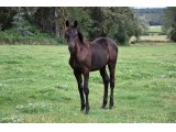 LOUISVILLE (F21 Free Port Lux x Nashkille)