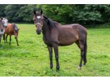 Garia d'Oudairies par Great Pretender & Niagara du Bois