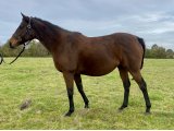 Roman Beauty (Golden Wings x Holy Roman Emperor) - Domaine des Pins Elevage Pension Soins - Jessica Rainer