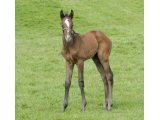 KAMBURA FOAL