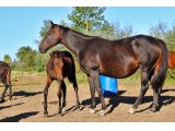 BERNICE (Charming Groom & D'Oseille)
