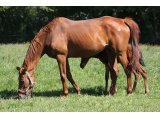 Fidelety (Villez & Petite Rumeur)