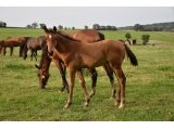 LYS DE PARIS (M21 Cokoriko x Uddy) - Juillet 2021