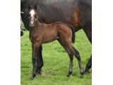 Hidden Zest Foal