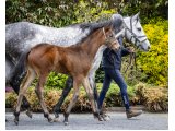 Foal Mare Australis