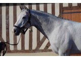 The Grey Gatsby - RDE 2020
