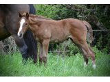 Orykhas des Pins (Vibraye  x Moises Has) Domaine des Pins 