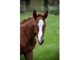 Orykhas des Pins (Vibraye x Moises Has) - Domaine des Pins Elevage Pension Soins - Jessica Rainer