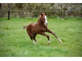 Orykhas des Pins (Vibraye x Moises Has) - Domaine des Pins Elevage Pension Soins - Jessica Rainer