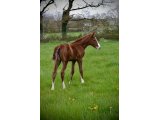 Orykhas des Pins (Vibraye x Moises Has) - Domaine des Pins Elevage Pension Soins - Jessica Rainer
