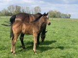 f.20 Une Voix Royale x Cokoriko (photo prise le 09/04/2020)
