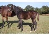 Jourdegloiredarmor (Martinborough & Victoire d'Armor)