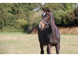 Jourdegloiredarmor (Martinborough & Victoire d'Armor)