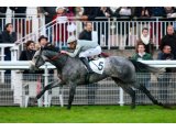 Malak des Mottes (David Cottin) - 1e Prix Oneas 2014 à Auteuil
