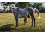 Lounage (Sageburg & Lounamix)