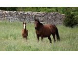 Mâle de Voiladenuo et Oktodez, le 15 Mai 2017