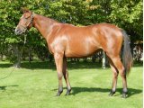 LINDA YEARLING