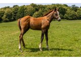 n. 2020 m. Recorder & Somme Folle