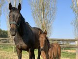 Lilly du Havre et son foal de Zarak (Photo 10/04/2020)