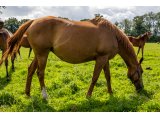 Red Dahlia par Soldier of Fortune & Dalawala