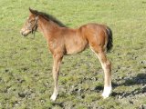 Jasmiralda Foal