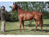 Chipie d'Hérodière, à 2 ans, en juin 2014, au Haras du Chêne