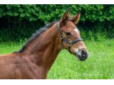 n. 2021 m. Kapgarde & Garia d'Oudairies - juin 2021