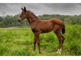 n. 2021 m. Kapgarde & Garia d'Oudairies - juin 2021