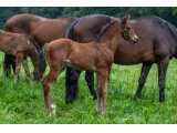 n. 2021 m. Kapgarde & Garia d'Oudairies - juin 2021