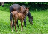 n. 2021 m. Kapgarde & Garia d'Oudairies - juin 2021