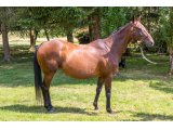 Singaminnie (Davidoff & Singapore Lady)